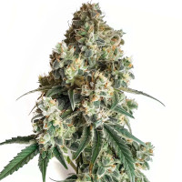 Cereal Milk - Cannabissamen von Azarius Seeds