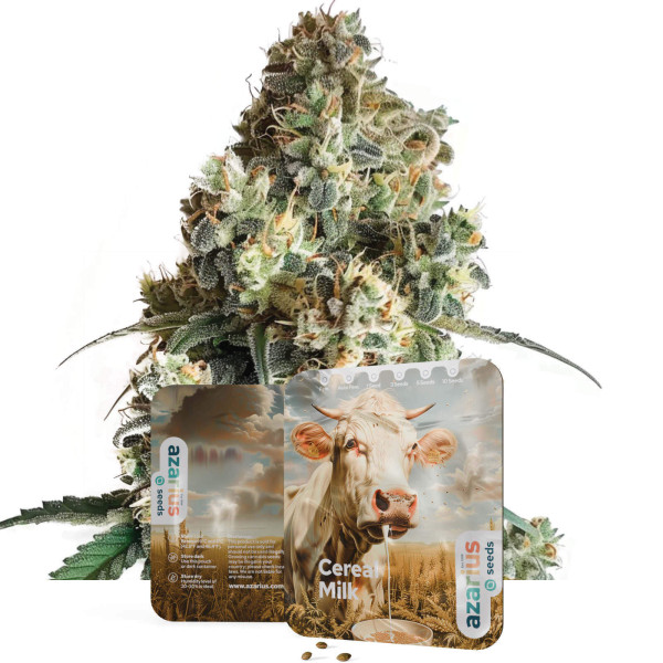 Cereal Milk - Cannabissamen von Azarius Seeds