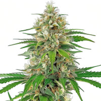 Bruce Banner - Cannabissamen von Azarius Seeds