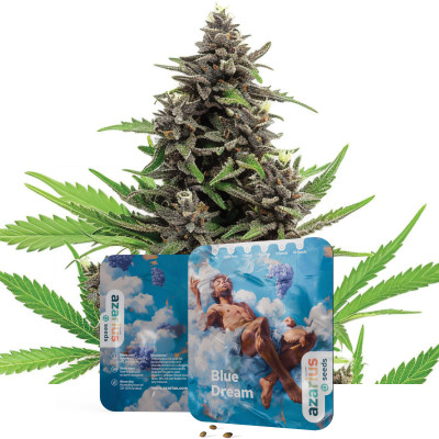 Blue Dream – Cannabissamen von Azarius Seeds