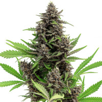 Blue Dream – Cannabissamen von Azarius Seeds