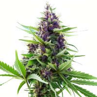 Blueberry - Cannabissamen von Azarius Seeds