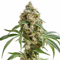 Biscotti – Cannabissamen von Azarius Seeds