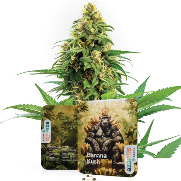 Banana Kush – Cannabissamen von Azarius Seeds