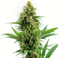 Banana Kush – Cannabissamen von Azarius Seeds