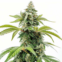 Apple Fritter – Cannabissamen von Azarius Seeds