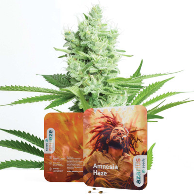 Amnesia Haze – Cannabissamen von Azarius Seeds