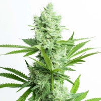 Amnesia Haze – Cannabissamen von Azarius Seeds