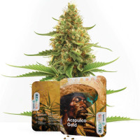 Acapulco Gold feminisierte Cannabissamen von Azarius