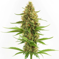 Acapulco Gold feminisierte Cannabissamen von Azarius