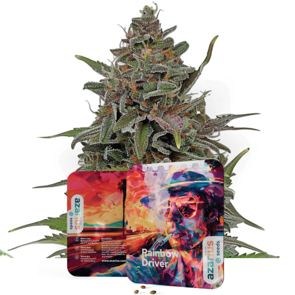 Rainbow Driver – Cannabissamen von Azarius