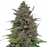 Rainbow Driver – Cannabissamen von Azarius