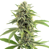 Durban Poison | Cannabissamen von Azarius