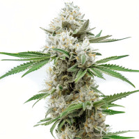 GG4 | Cannabissamen von Azarius