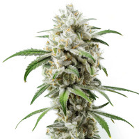 Girl Scout Cookies | Cannabissamen von Azarius