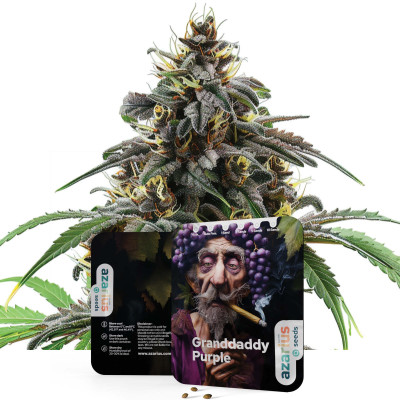 Granddaddy Purple | Cannabissamen von Azarius