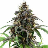 Granddaddy Purple | Cannabissamen von Azarius