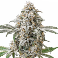 Green Crack | Cannabissamen von Azarius