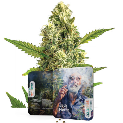 Jack Herer | Cannabissamen von Azarius