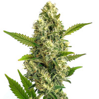 Jack Herer | Cannabissamen von Azarius