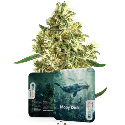 Moby Dick | Cannabissamen von Azarius