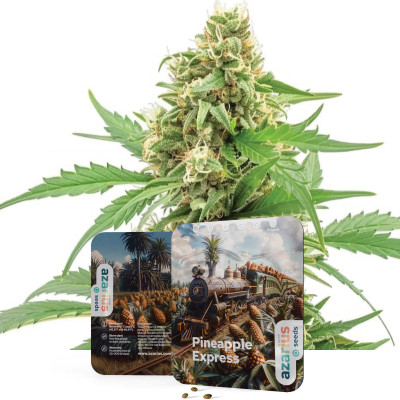 Pineapple Express | Cannabissamen von Azarius