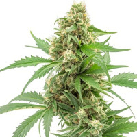 Pineapple Express | Cannabissamen von Azarius