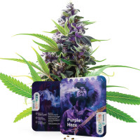 Purple Haze | Cannabissamen von Azarius