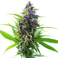 Purple Haze | Cannabissamen von Azarius