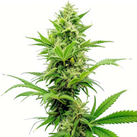 Sour Diesel | Cannabissamen von Azarius