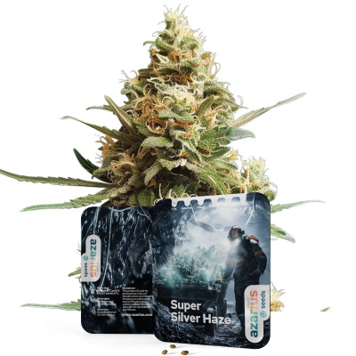 Super Silver Haze | Cannabissamen von Azarius