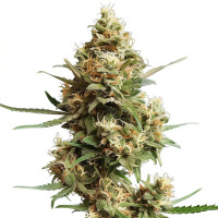 Super Silver Haze | Cannabissamen von Azarius