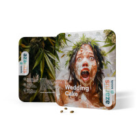 Wedding Cake | Cannabissamen von Azarius