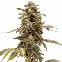 Wedding Cake | Cannabissamen von Azarius