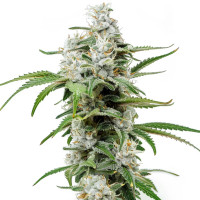 Chemdawg | Cannabissamen von Azarius