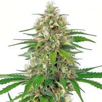 Bruce Banner Auto | Cannabissamen von Azarius