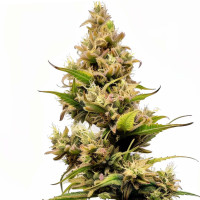 Cheese Auto | Cannabissamen von Azarius