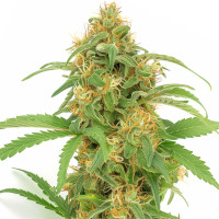 Lemon Haze Auto | Cannabissamen von Azarius