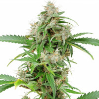 Runtz Auto | Cannabissamen von Azarius