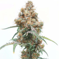 Ice Cream Cake Auto | Cannabissamen von Azarius