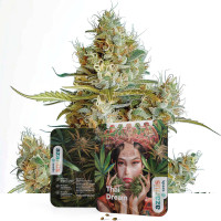 Thai Dream feminisierte Cannabissamen von Azarius