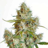 Thai Dream feminisierte Cannabissamen von Azarius