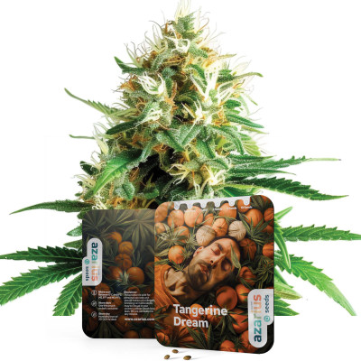 Tangerine Dream feminisierte Cannabissamen von Azarius