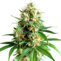 Tangerine Dream feminisierte Cannabissamen von Azarius