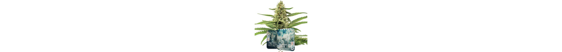 Cannabissamen der Art Cannabis indica | Indica-Samen