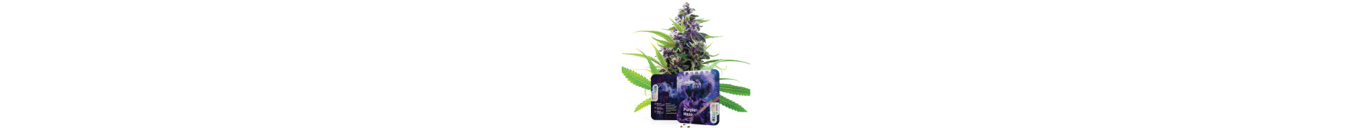 Haze Cannabis Samen | Premium Genetik | Azarius