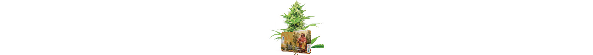 Premium Diesel Cannabis Samen | Top Genetik | Azarius Shop