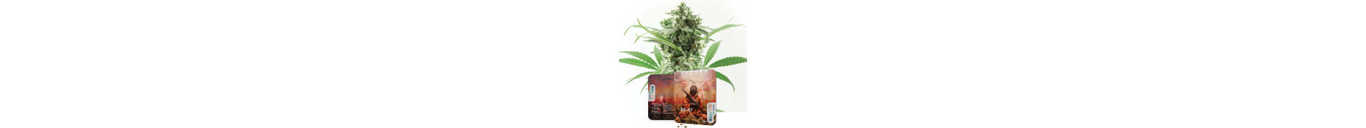 Skunk-Samen kaufen | Feminisierte Skunk Seeds