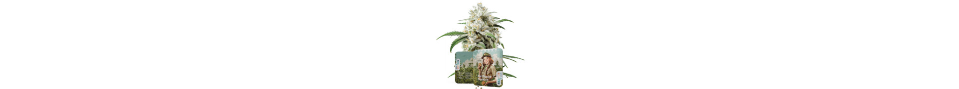 Cookies-Samen | Cannabis Samen kaufen | Premium Seeds