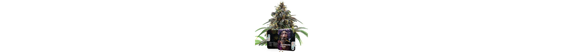 Purple-Sorten kaufen | Premium Cannabis-Samen